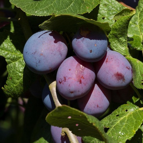 Prunus domestica 'Jubileum' - Aed-ploomipuu 'Jubileum' С6/6L